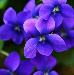 Meet your Posher, Kylee